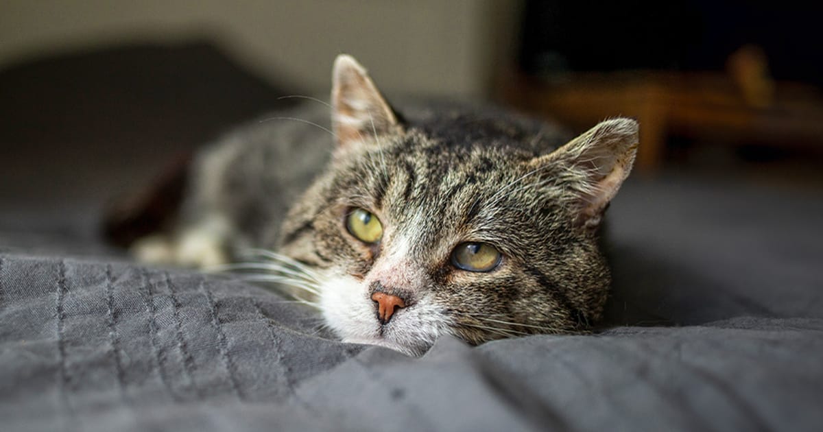 Cushing’s Disease in Cats Signs and Treatment MedVet